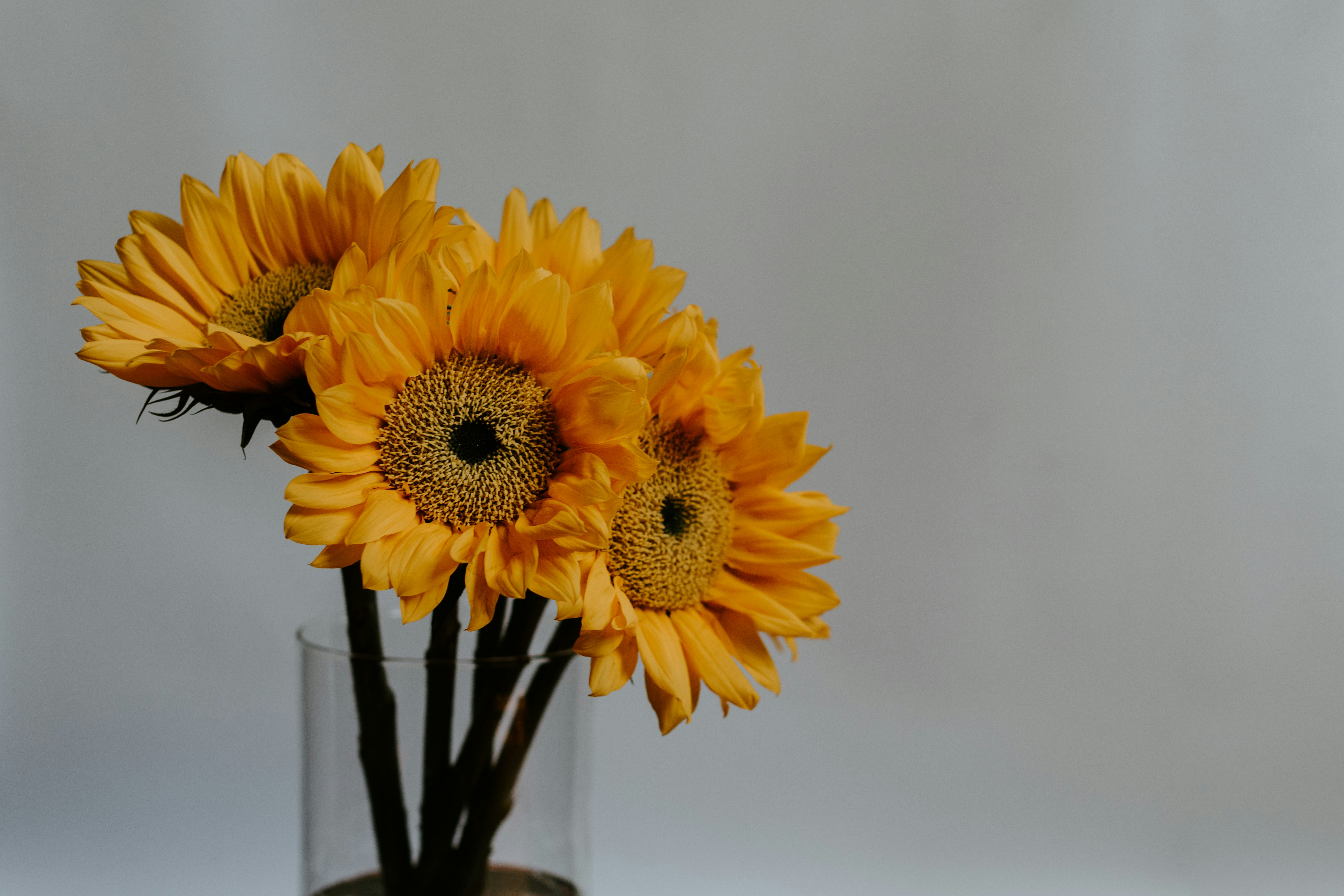 yellow sunflower in clear glass vase